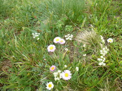 Erigeron alpinus