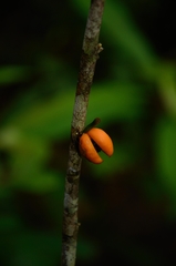 Aquilaria filaria