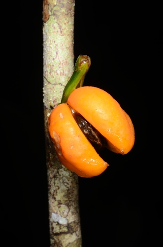 Aquilaria filaria