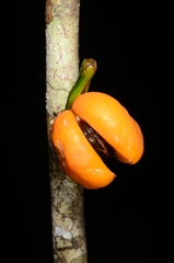 Aquilaria filaria