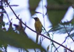 Lichmera flavicans