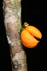 Aquilaria filaria