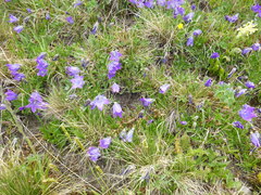 Campanula ciliata