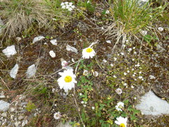 Tripleurospermum caucasicum