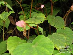 Begonia pinglinensis