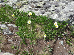 Dryas octopetala
