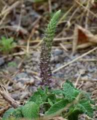 Teucrium hircanicum