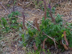 Teucrium hircanicum