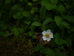 Fragaria nubicola