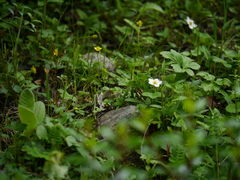 Fragaria nubicola