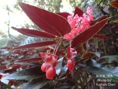 Begonia coccinea