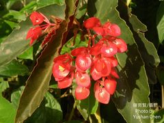 Begonia coccinea