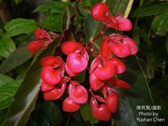 Begonia coccinea