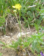 Ranunculus breyninus