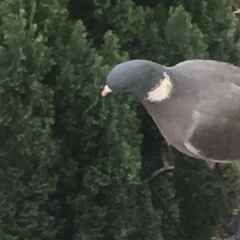 Columba palumbus