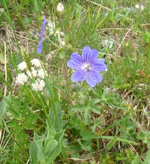 Geranium collinum