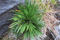Aciphylla congesta