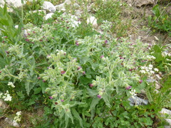 Nonea versicolor