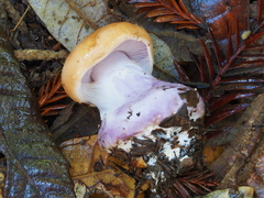 Cortinarius lilaciotinctus