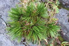 Aciphylla congesta