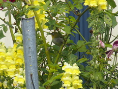 Zosterops lateralis chloronotus