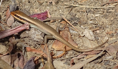 Trachylepis wahlbergii