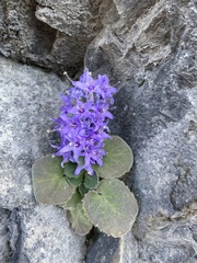 Campanula elatinoides