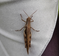 Stenocatantops cornelii