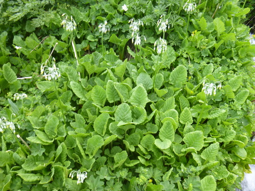 Primula grandis, photograph 6