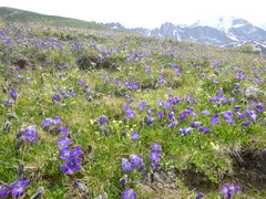 Campanula ciliata
