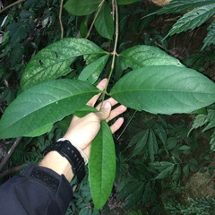 Viburnum arboricolum