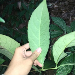 Viburnum arboricolum