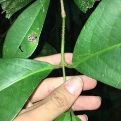 Viburnum arboricolum