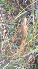 Calotes versicolor