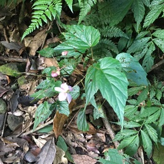 Begonia chuyunshanensis