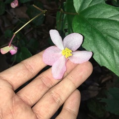 Begonia chuyunshanensis