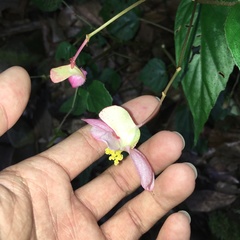 Begonia chuyunshanensis