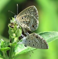 Euchrysops subpallida
