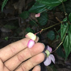 Begonia chuyunshanensis