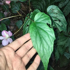 Begonia chuyunshanensis