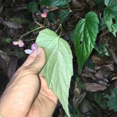 Begonia chuyunshanensis
