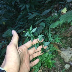 Lysimachia capillipes