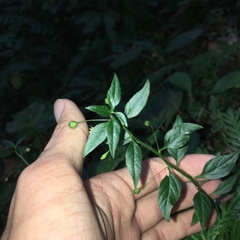 Lysimachia capillipes