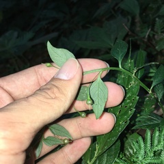 Lysimachia capillipes