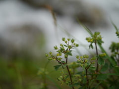 Sibbaldia parviflora