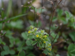 Sibbaldia parviflora
