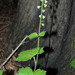 Tellima grandiflora - Photo (c) Sergey Mayorov,  זכויות יוצרים חלקיות (CC BY-NC), הועלה על ידי Sergey Mayorov