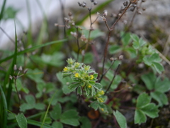 Sibbaldia parviflora