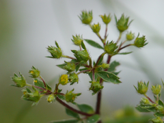 Sibbaldia parviflora