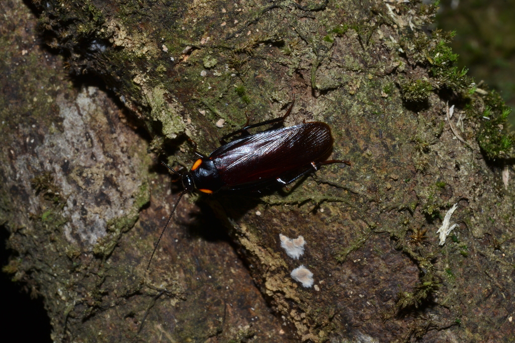 Bundoksia rufocercata